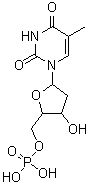 胸苷酸